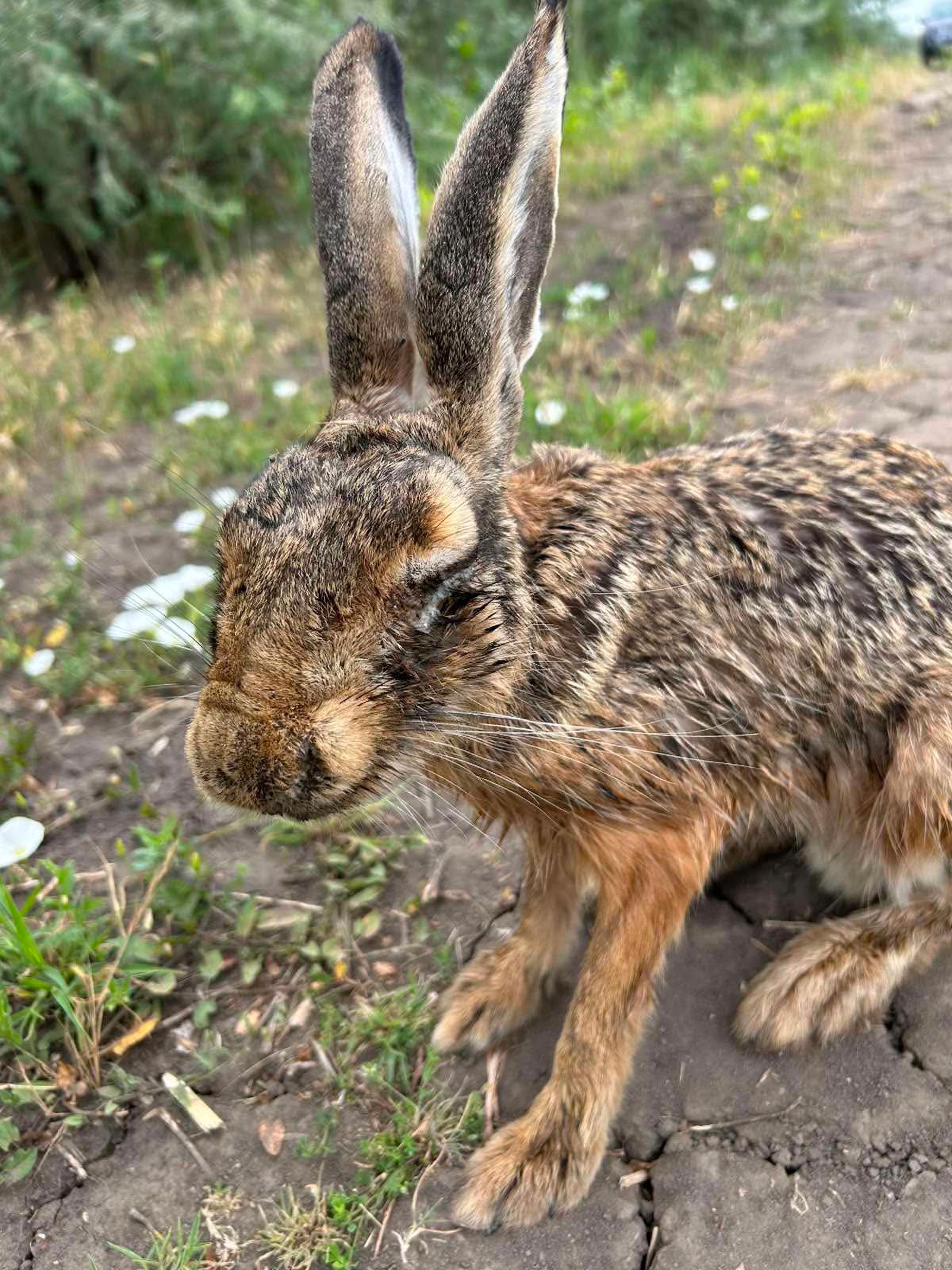 Senyves megvakult fertőzött mezei nyúl (Fotó_Pesti József).jpg